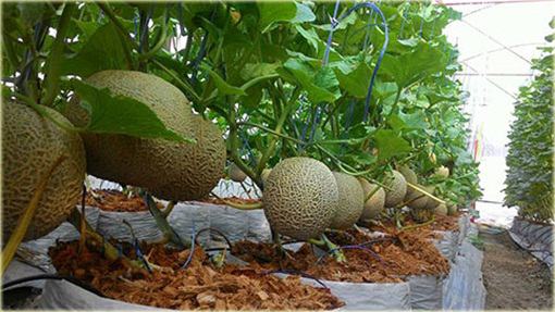 Melon Bali Shi, miękkie jabłko Cucumis melo Bali Shi