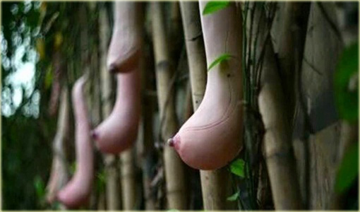 Melon Piersi Cucumis melo