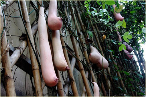 Melon Piersi Cucumis melo