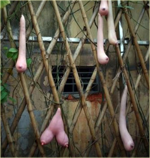 Melon Piersi Cucumis melo