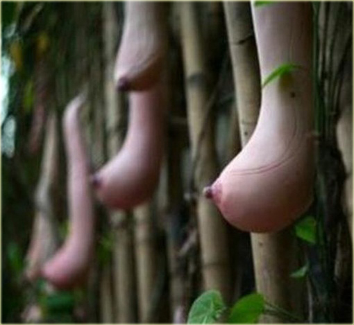 Melon Piersi Cucumis melo