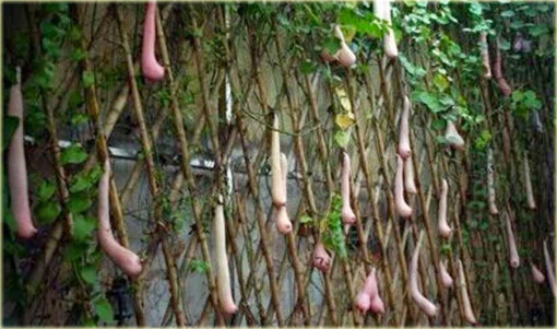 Melon Piersi Cucumis melo