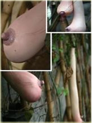 Melon Piersi Cucumis melo
