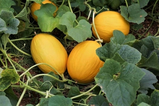 Melon słodki Jumbo Cucumis melo Jumbo