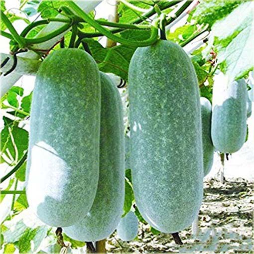Melon zimowy Winter melon