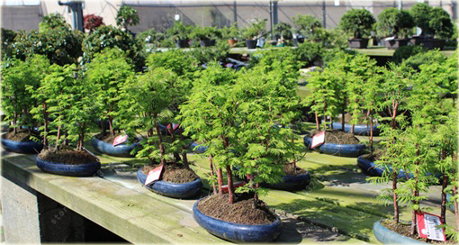 Metasekwoja chińska na bonsai