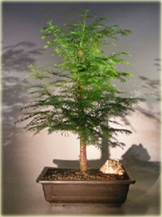 Metasekwoja chińska na bonsai