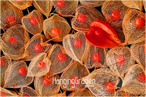 Miechunka jadalna peruwiańska