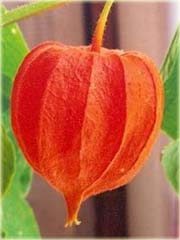 Miechunka jadalna peruwiańska