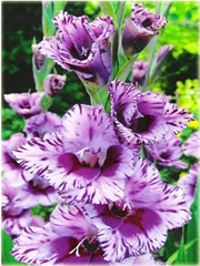 Mieczyk lila paskowany