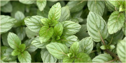 Mięta mocna jadalna, doniczkowa