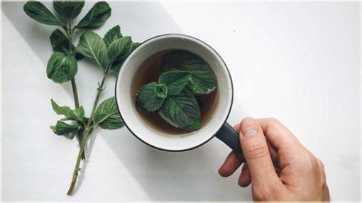 Mięta mocna jadalna, doniczkowa