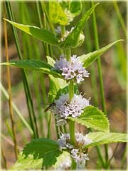 Mięta mocna jadalna, doniczkowa
