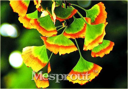 Miłorząb japoński tęcza