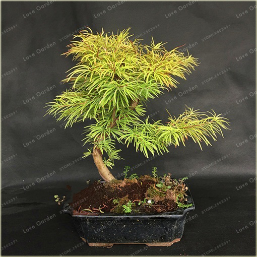 Modrzew dahurski piękny na bonsai