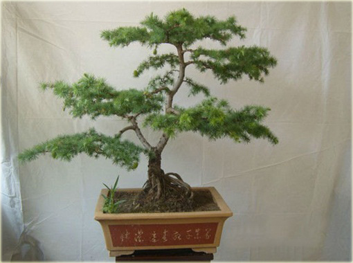 Modrzew dahurski piękny na bonsai