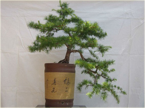 Modrzew dahurski piękny na bonsai