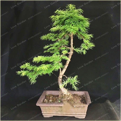 Modrzew dahurski piękny na bonsai