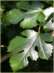 Morwa biała Morus alba
