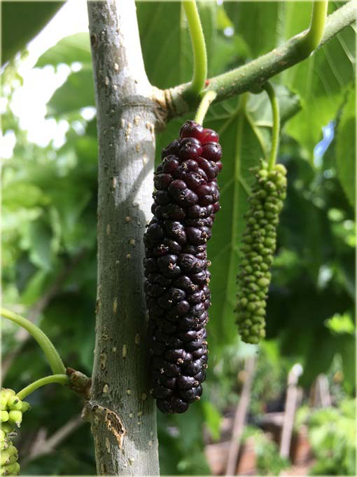 Morwa czarna długie duże owoce