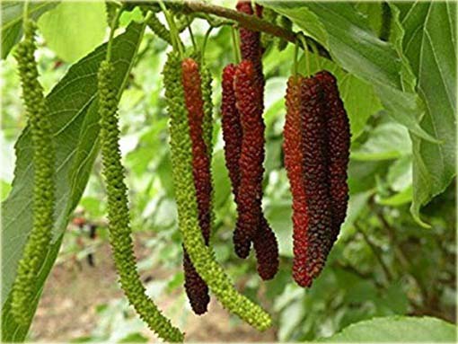 Morwa czarna długie duże owoce