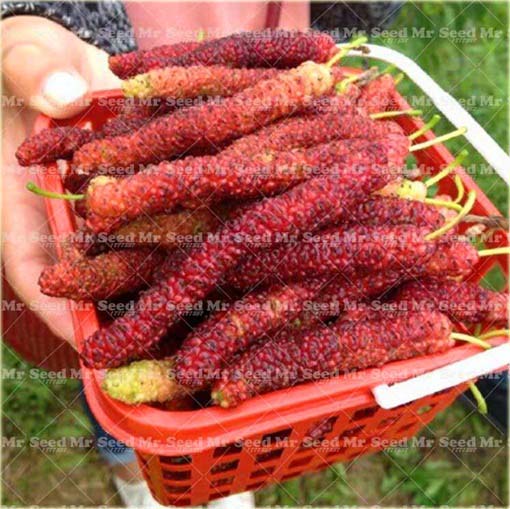 Morwa czarna długie duże owoce