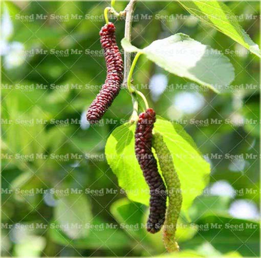 Morwa czarna długie duże owoce