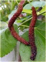 Morwa czarna długie duże owoce
