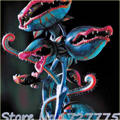 Muchołówka rosiczka bordowa