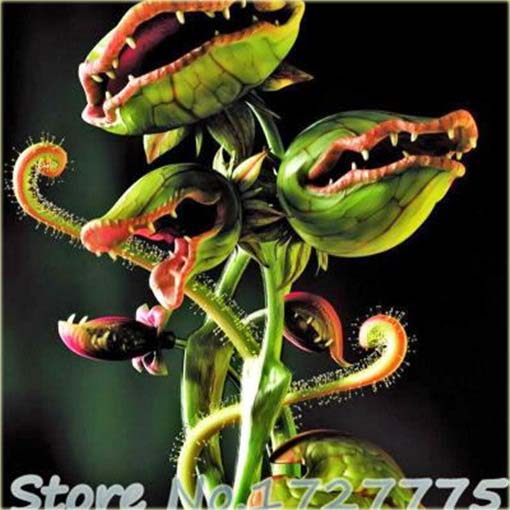 Muchołówka rosiczka bordowa