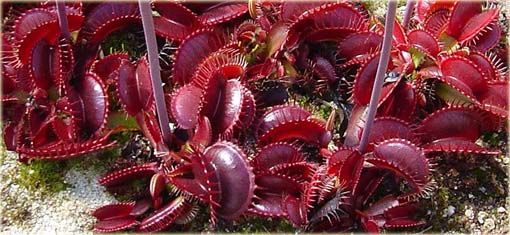 Muchołówka rosiczka bordowa