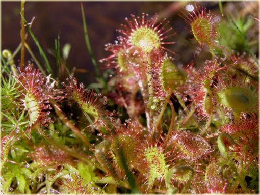 Muchołówka rosiczka Clip Venus