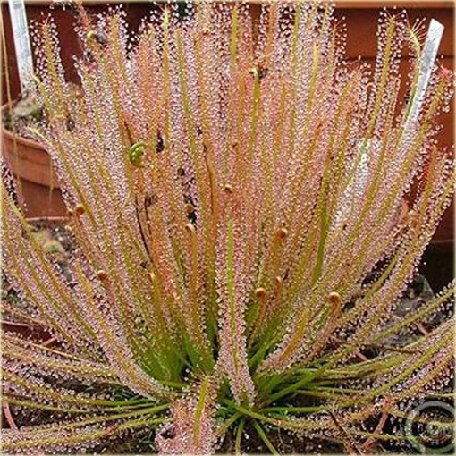 Muchołówka rosiczka Clip Venus