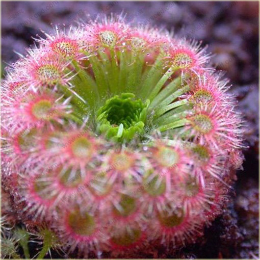 Muchołówka rosiczka Clip Venus