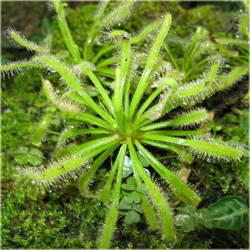 Muchołówka rosiczka Clip Venus