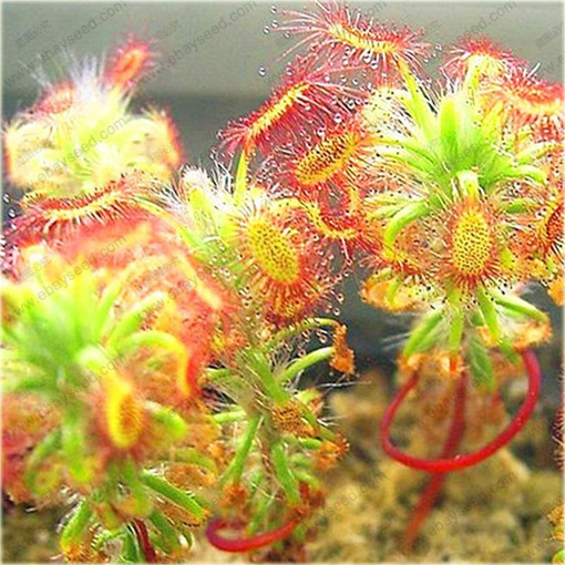 Muchołówka rosiczka Clip Venus