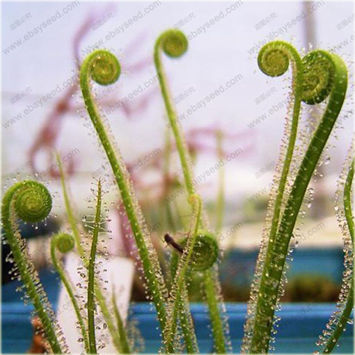 Muchołówka rosiczka Clip Venus