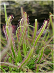 Muchołówka rosiczka Clip Venus