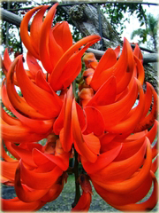 Mucuna bennettii Czerwone ognie