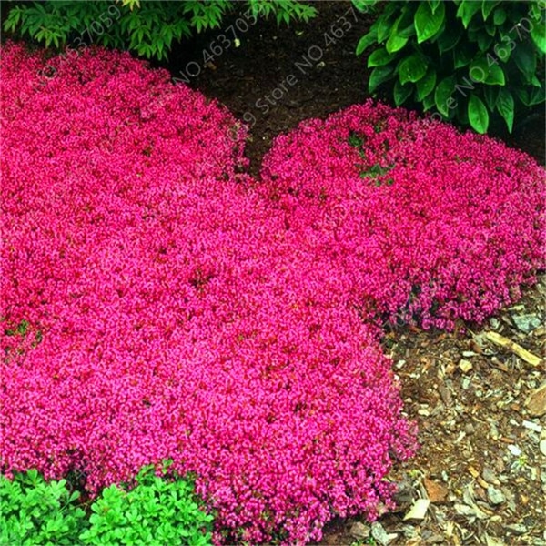 żagwin pnący czerwony, aubrieta red