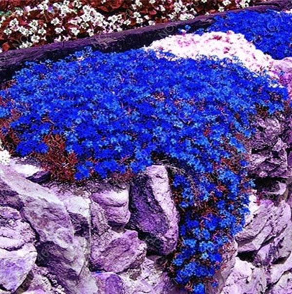 żagwin pnący niebieski, aubrieta red