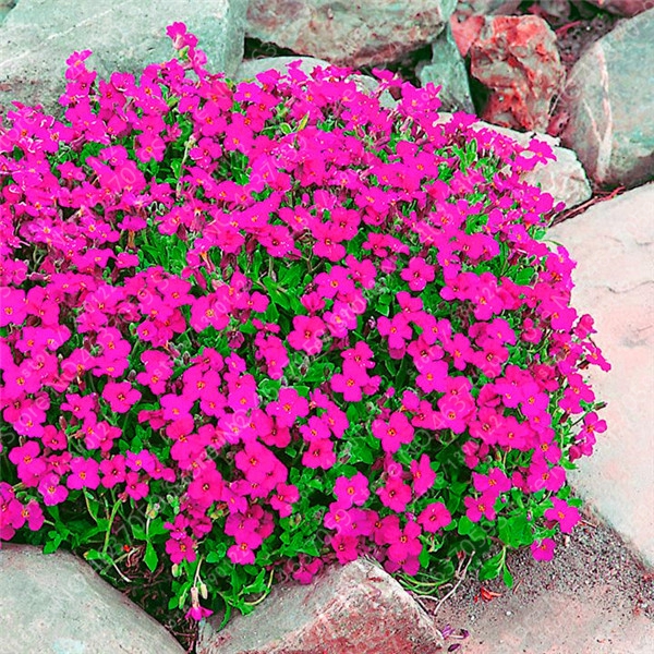 żagwin pnący różowy, aubrieta red