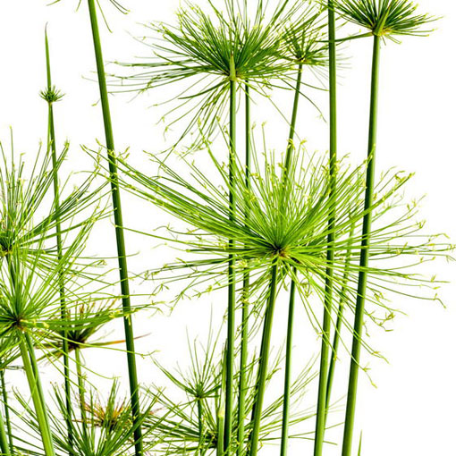 Cibora papirusik Cyperus Alternifolius