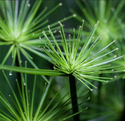 Cibora papirusik Cyperus Alternifolius