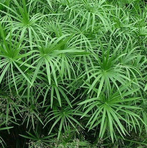 Cibora papirusik Cyperus Alternifolius