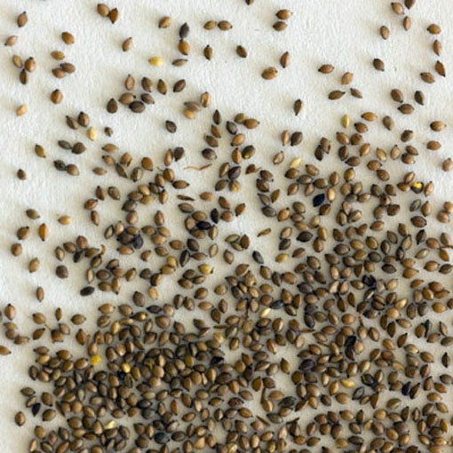 Cibora papirusik Cyperus Alternifolius