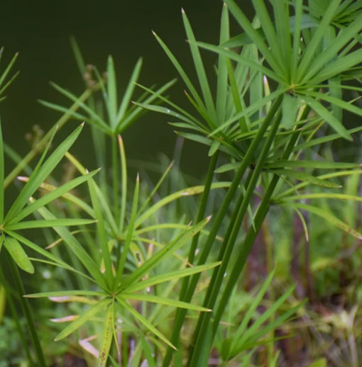 Cibora papirusik Cyperus Alternifolius
