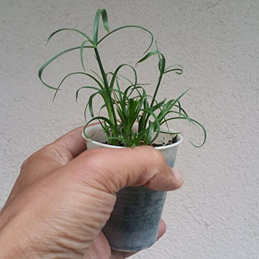 Cibora papirusik Cyperus Alternifolius