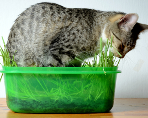 Trawa dla kota, Cat Grass