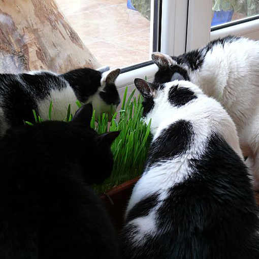 Trawa dla kota, Cat Grass